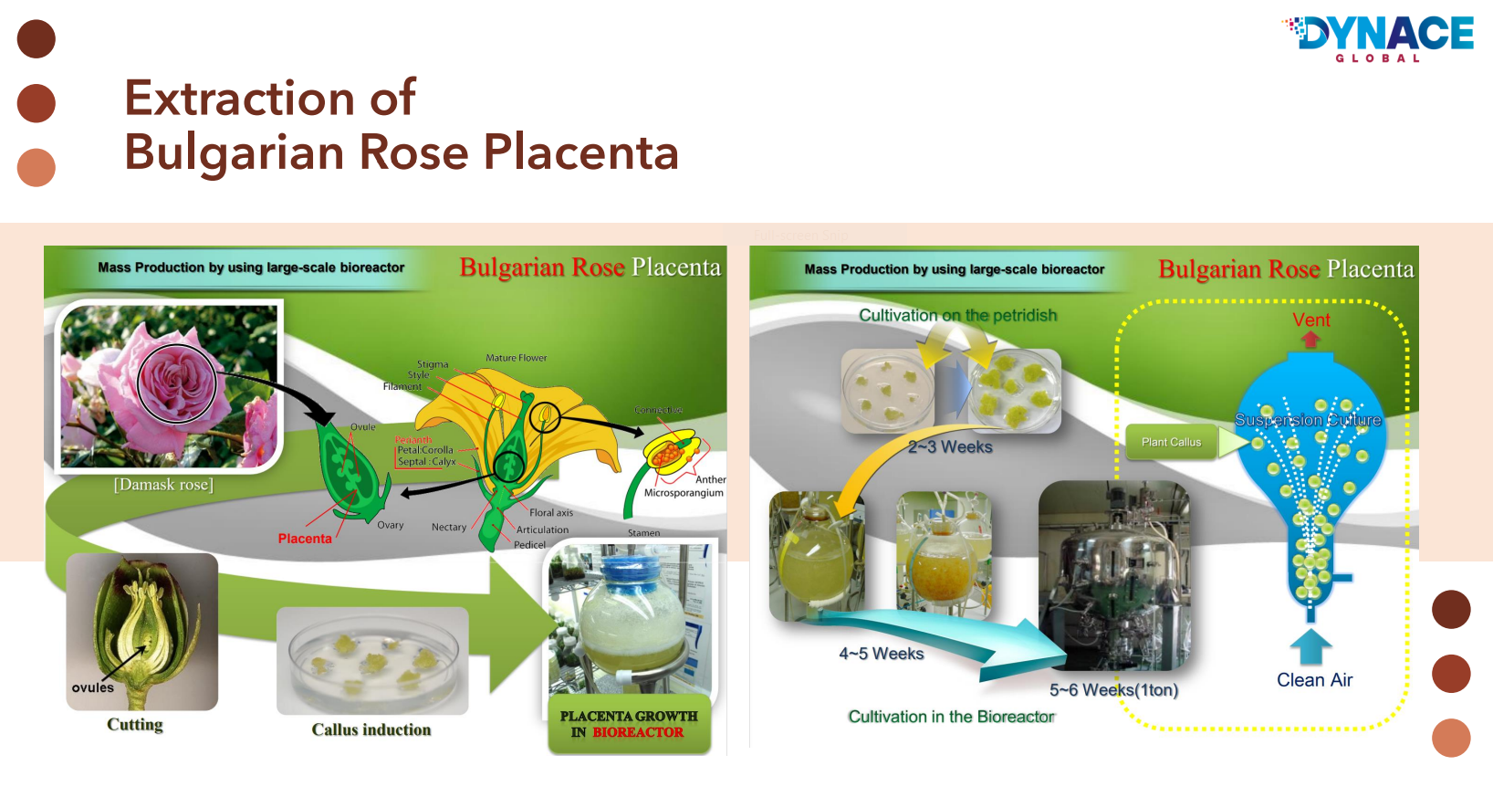 Dynace Rocenta Stem Cell Product